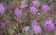 Desert Sand Verbena (Abronia villosa) - grid24_24