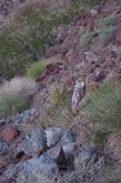Aristida purpurea var. nealleyi is the little grass in the center of the photo.