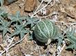 Cucurbita palmata in gully east of Barstow
