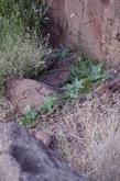 Coyote Melon, Coyote Gourd Cucurbita palmata in a desert wash east of Barstow - grid24_24