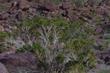 Peucephyllum schottii (Desert fir, Pygmy cedar) out by Barstow