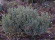 Atriplex hymenelytra Desert Holly east of Barstow - grid24_24