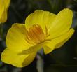 Bush Poppy flowers - grid24_24