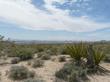 Yucca schidigera in a desert vista. - grid24_24