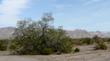Chilopsis linearis, Desert willow in a desert wash.
