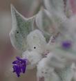 Salvia funerea, . Death Valley Sage flower in the furry protection of the leaves
