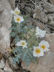 Argemone corymbosa
