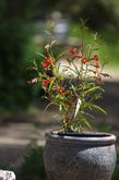 Diplacus punceus in a pot