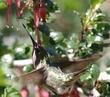Ribes speciosum Fuchsia-Flowering Gooseberry. with an Anna's hummingbird