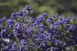 Ceanothus Concha has deep blue flowers. One of the most beautiful mountain lilacs.