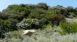 Ceanothus spinosus,  Red-Heart Mountain Lilac  near Santa Barbara. - grid24_24