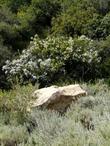 Ceanothus spinosus on San Marcos pass - grid24_24