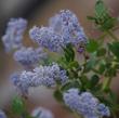 Ceanothus-sorediatus-klamath, this form comes from northern California - grid24_24