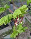 Acer circinatum, Vine Maple with flowers