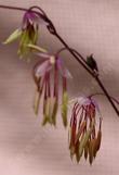 Meadow rue, Fendler's meadowrue, Fendler meadowrue flower