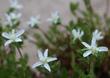 Horkelia parryi Parrys Horkelia smells just like a pine forest and can be used to line a shady patio or walkway. A wonderful smelling small ground cover. - grid24_24