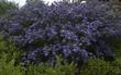 Ceanothus Frosty Blue as royal blue. - grid24_24