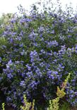 Ceanothus Mountain Haze is a California liac with deep green foliage that loves coastal California gardens.
