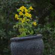 Seep Monkey flower works ok  in a pot - grid24_24