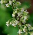 heuchera maxima flowers - grid24_24