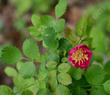 Rosa gymnocarpa Wood Rose