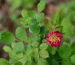 Rosa gymnocarpa Wood Rose - grid24_24