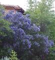 Ceanothus L. T. Blue covering the two story chicken coop