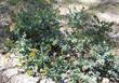 Arctostaphylos Brother James manzanita