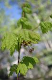 Acer circinatum, Vine Maple in flower. - grid24_24