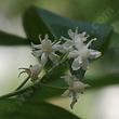 Starry False Solomon's Seal (Smilacina stellata)