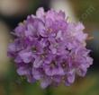 Armeria maritima, Thrift