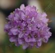 Armeria maritima, Thrift - grid24_24