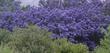 When it gets cold, Ceanothus Frosty Blue gets blue. - grid24_24