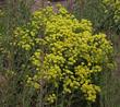 Eriogonum umbellatum, Sulfur flowered buckwheat.