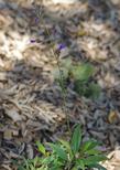 Roezli Penstemon is a cute little rock garden plant