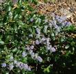 Ceanothus thyrsiflorus , Blueblossom or Blue blossom ceanothus