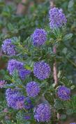 A delicious looking Ceanothus Mountain Haze