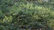 Ceanothus hearstiorum growing about  six inches tall and ten feet across.