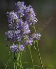  Penstemon procerus (littleflower penstemon)