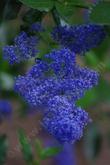 Ceanothus Sierra Blue flowers. The Ceanotus cyaneus color shows in this photo