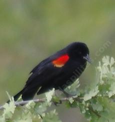 California Native Birds And Their Plants A Drought Tolerant
