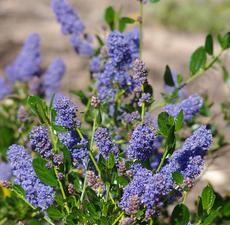 Ceanothus Skylark is really green with blue flowers and will grow throughout most of California. Skylark makes a nice little native hedge or border planting.