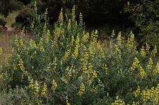 Yellow bush Lupine in San francisco