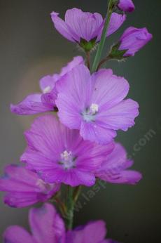 Sidalcea oregana (Oregon checkerbloom) flowers