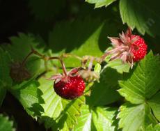 Wood Strawberry, Fragaria californica, tastes pretty good. Can be used in a container or as a small groundcover.