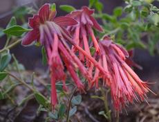 Monardella macrantha red monardella has a nice fragrance and great flowers
