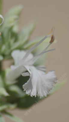A close of of Wand sage flowers - grid24_6