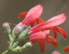 A close up of Whorl leaf penstemon flowers.
