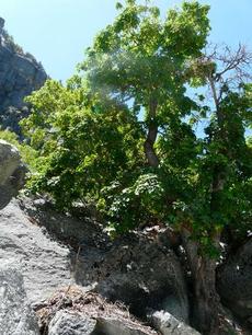 A Mountain maple, Rocky Mountain maple tree in the Southern Sierras.