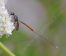 A female gasteruption wasp, prey on Mason Bees - grid24_6
